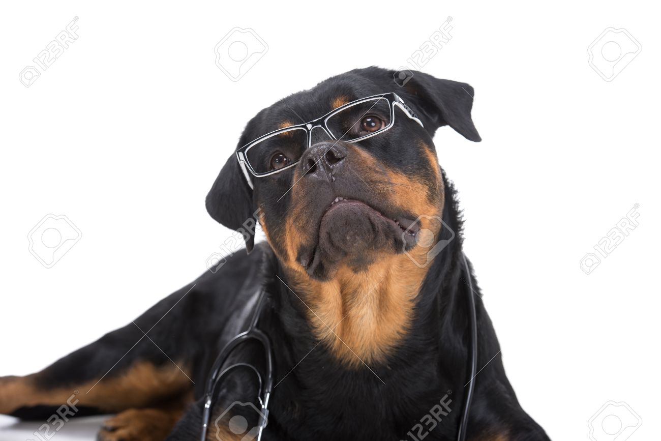 rottweiler with sunglasses