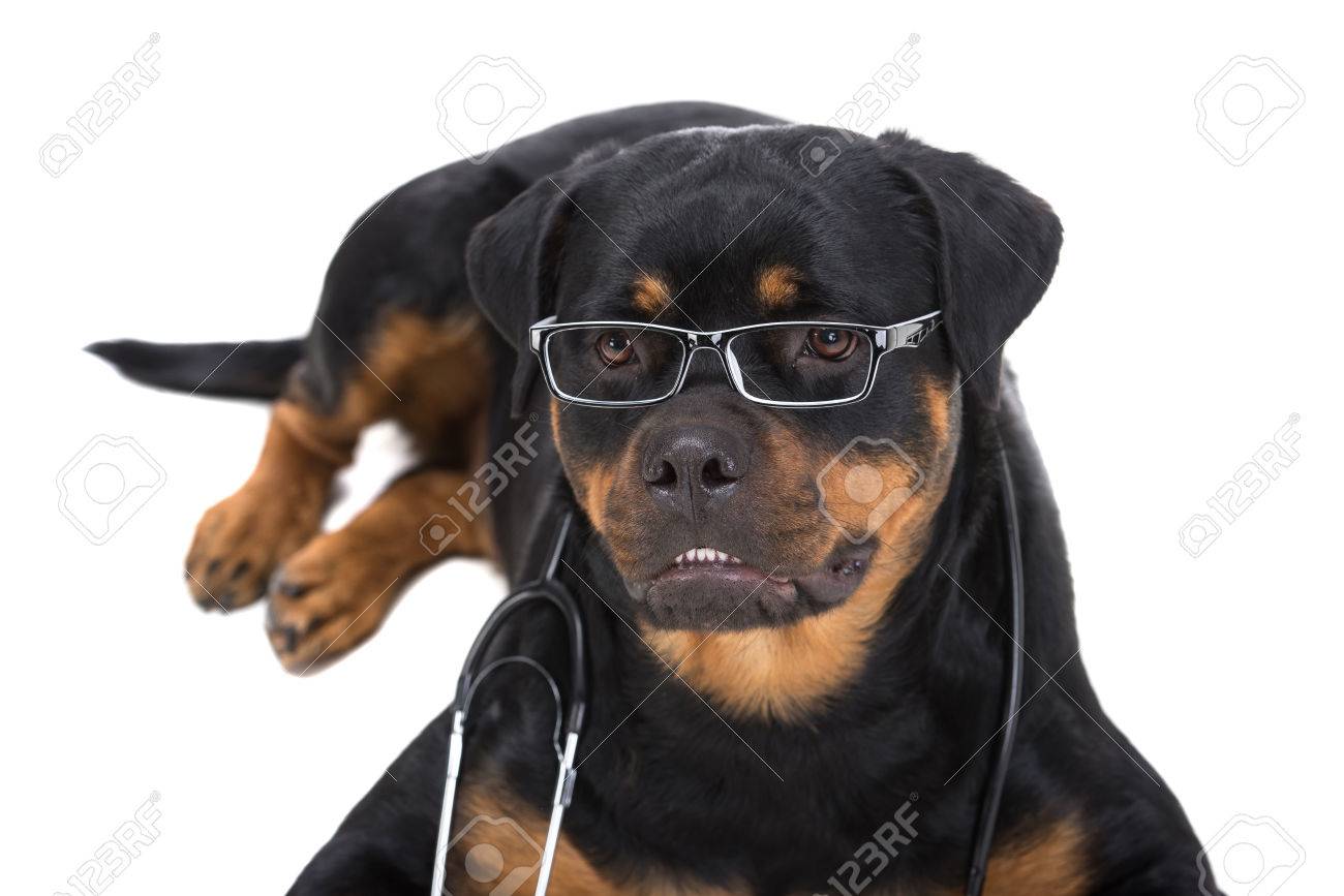 rottweiler sunglasses
