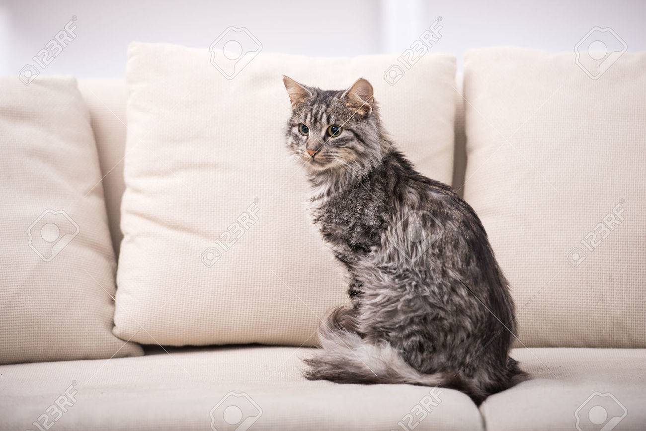 cat sitting on sofa