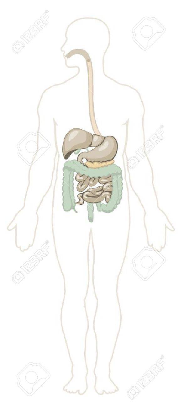 人間の消化器系の別のレイヤーのベクトル イラスト のイラスト素材 ベクタ Image