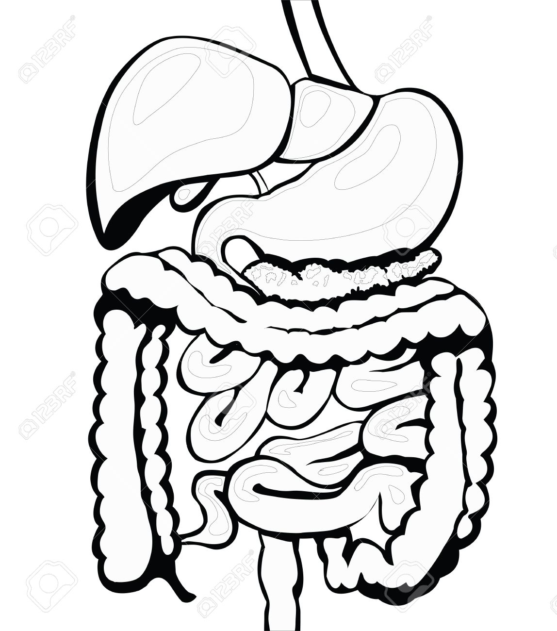 Clip Art Digestive System Clipart digestive system black and white separate layers royalty free stock vector 12956214