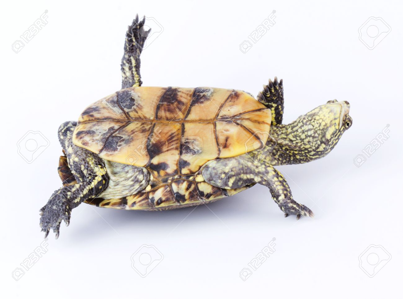 15414644-turtle-upside-down-on-its-back-