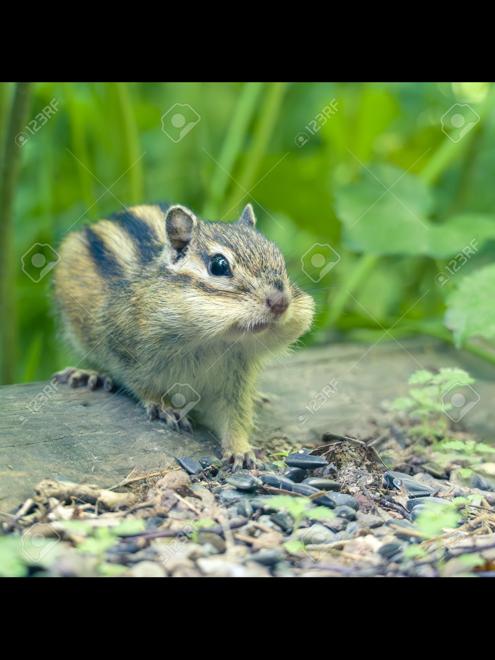 etiam-dictum-ipsum-a-felis