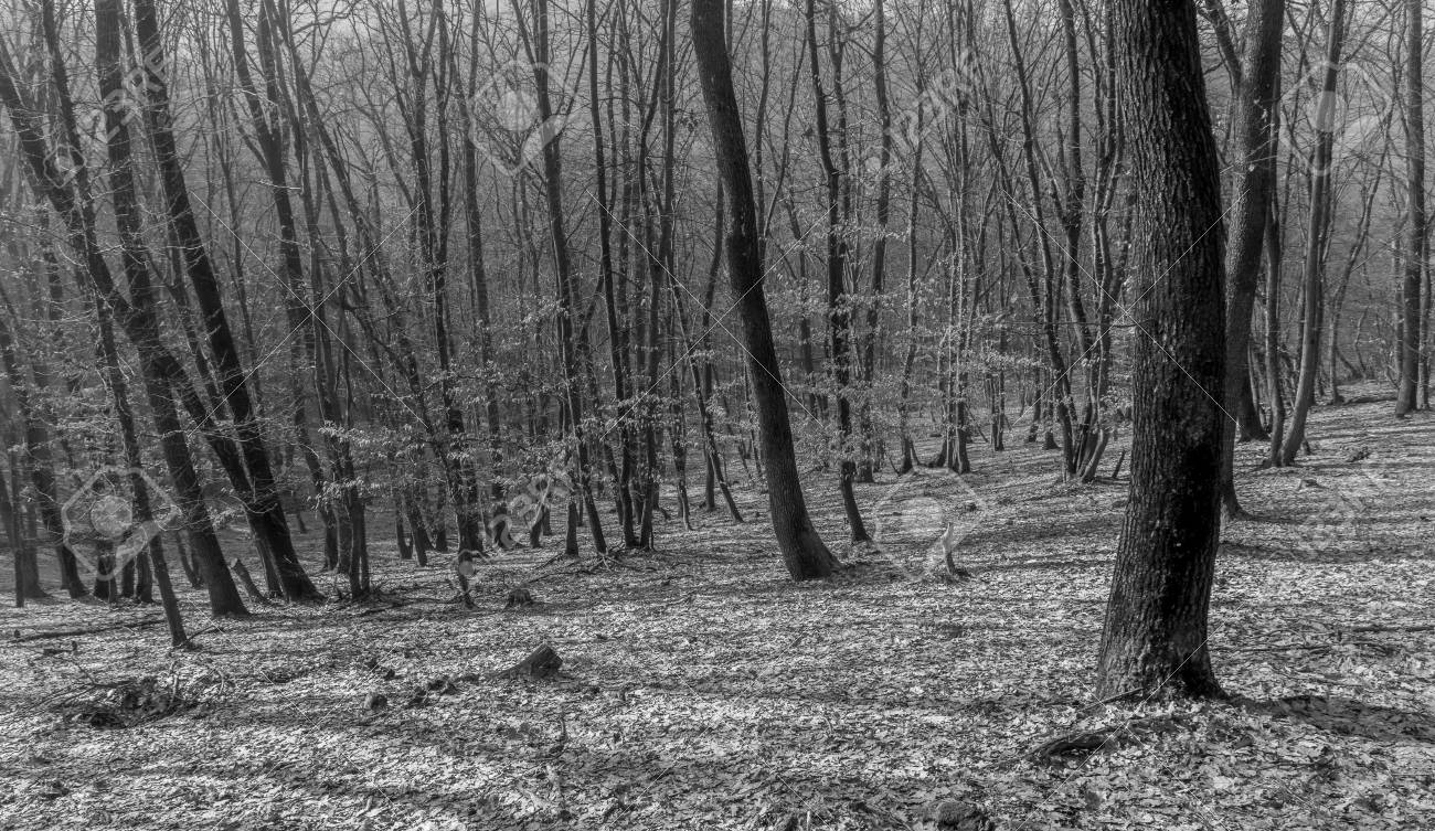 Hoia Baciu Forest World S Most Haunted Forest With A Reputation Stock Photo Picture And Royalty Free Image Image Hoia Baciu Forest World S Most Haunted Forest With A Reputation Stock Photo Picture And Royalty Free Image Image