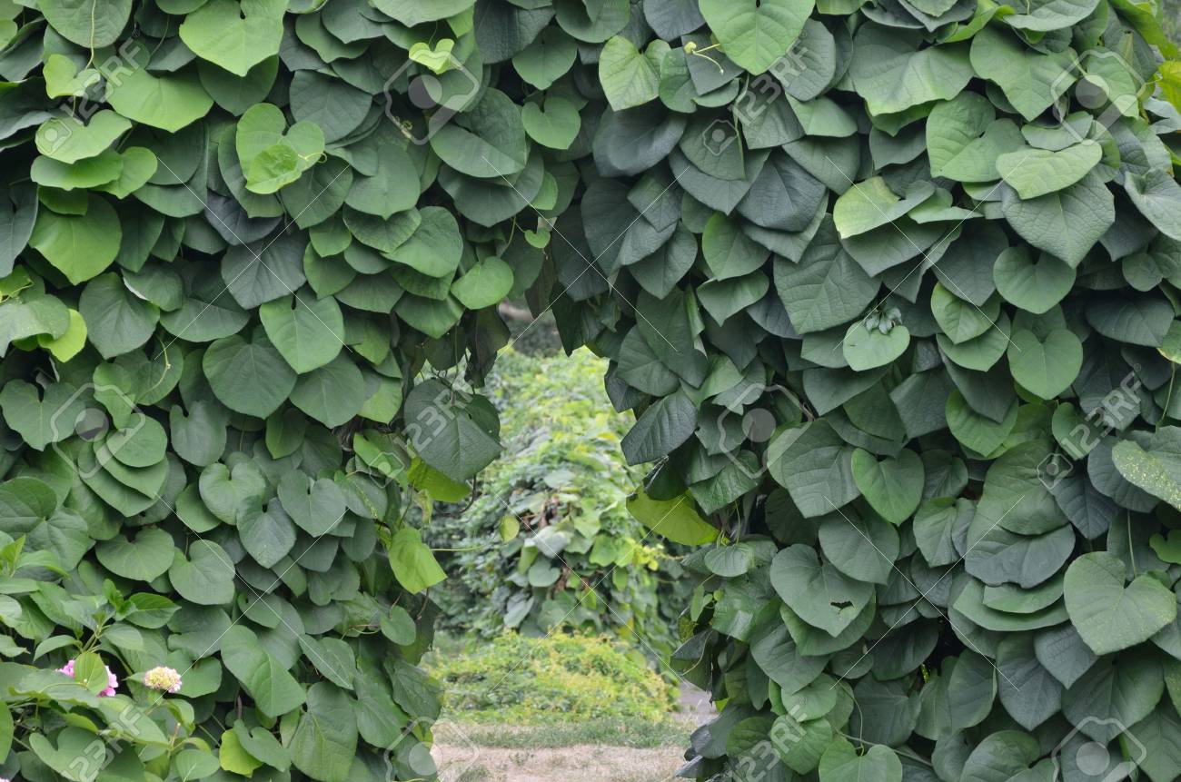 Grun Torbogen In Einem Garten Lizenzfreie Fotos Bilder Und Stock Fotografie Image 20995403