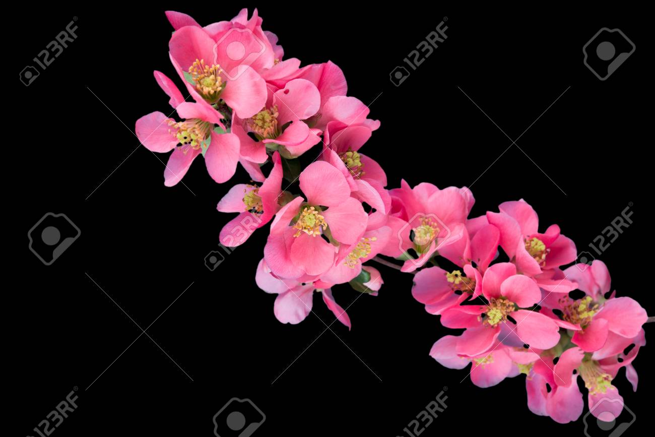 Cherry Blossom Sakura Flower Isolated On Black Background Stock