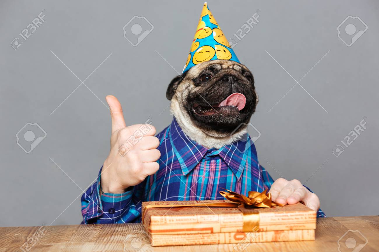 Joyeux Carlin Chien Avec Homme Mains En Chemise A Carreaux Et Chapeau D Anniversaire Avec Cadeau Montrant Les Pouces Vers Le Haut Sur Fond Gris Banque D Images Et Photos Libres De Droits Image