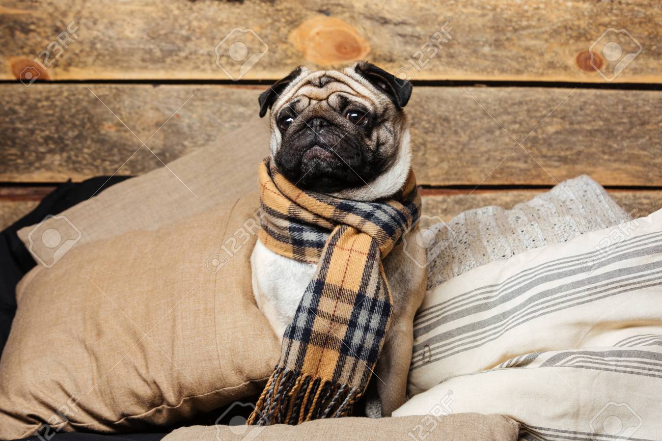 pug scarves
