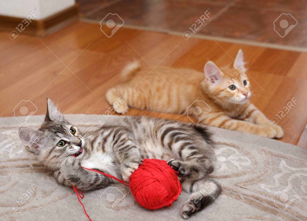cat yarn ball