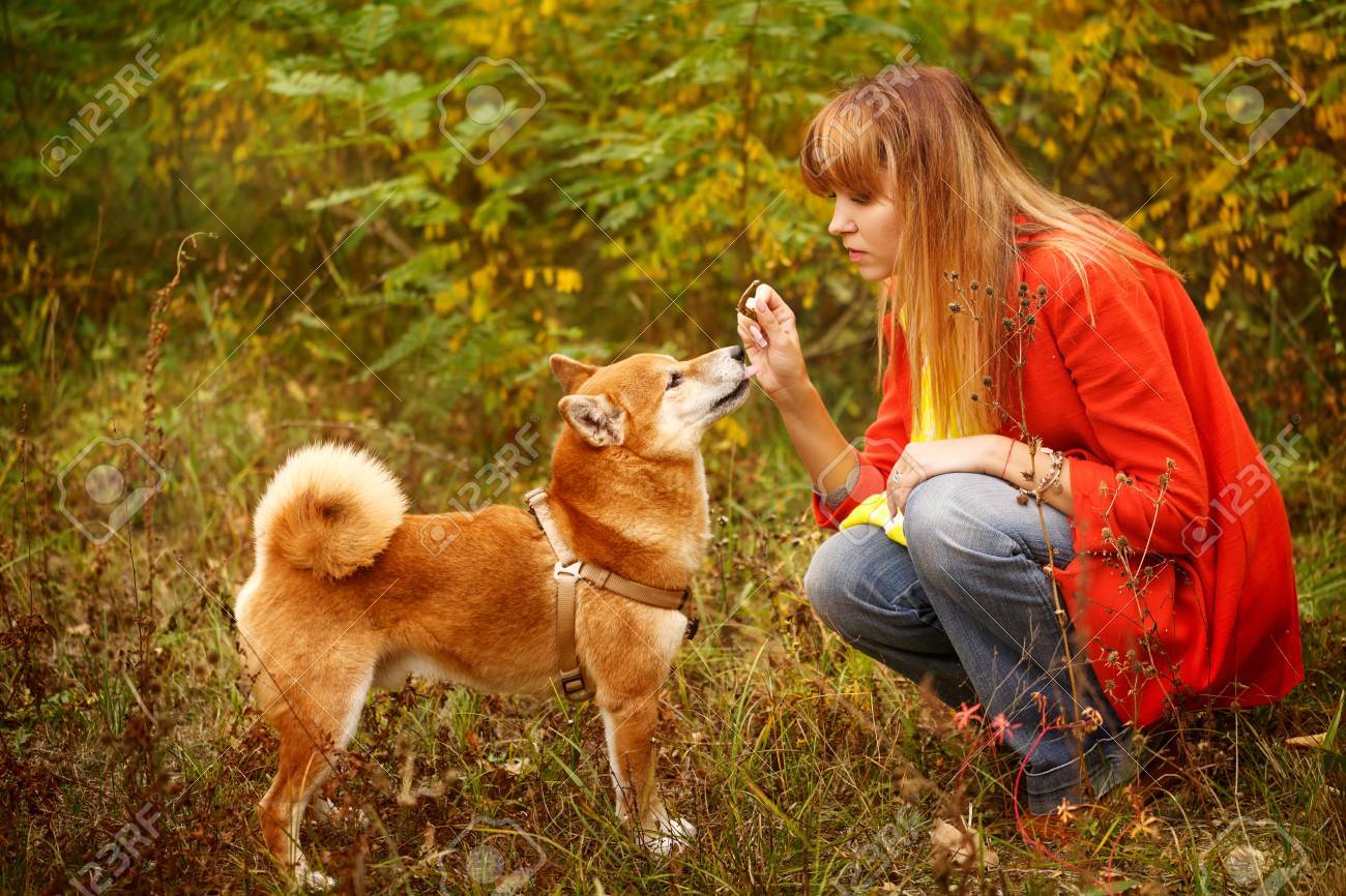 秋の公園で柴犬の犬と一緒に女の子を果たしています ペットボトル血統犬 変な動物と飼い主 自然の色の暴動 野外活動 の写真素材 画像素材 Image 秋の公園で柴犬の犬と一緒に女の子を果たしています ペットボトル血統犬 変な動物と飼い主 自然の色の暴動 野外活動 の写真素材 画像素材 Image