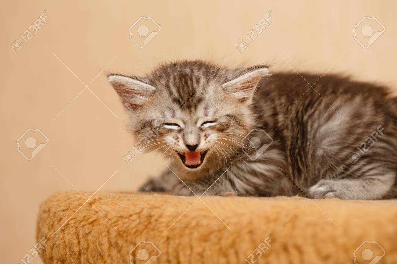 Immagini Stock Il Simpatico Gattino è Arrabbiato E Sibilante