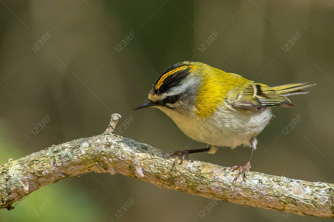 etiam-dictum-ipsum-a-felis