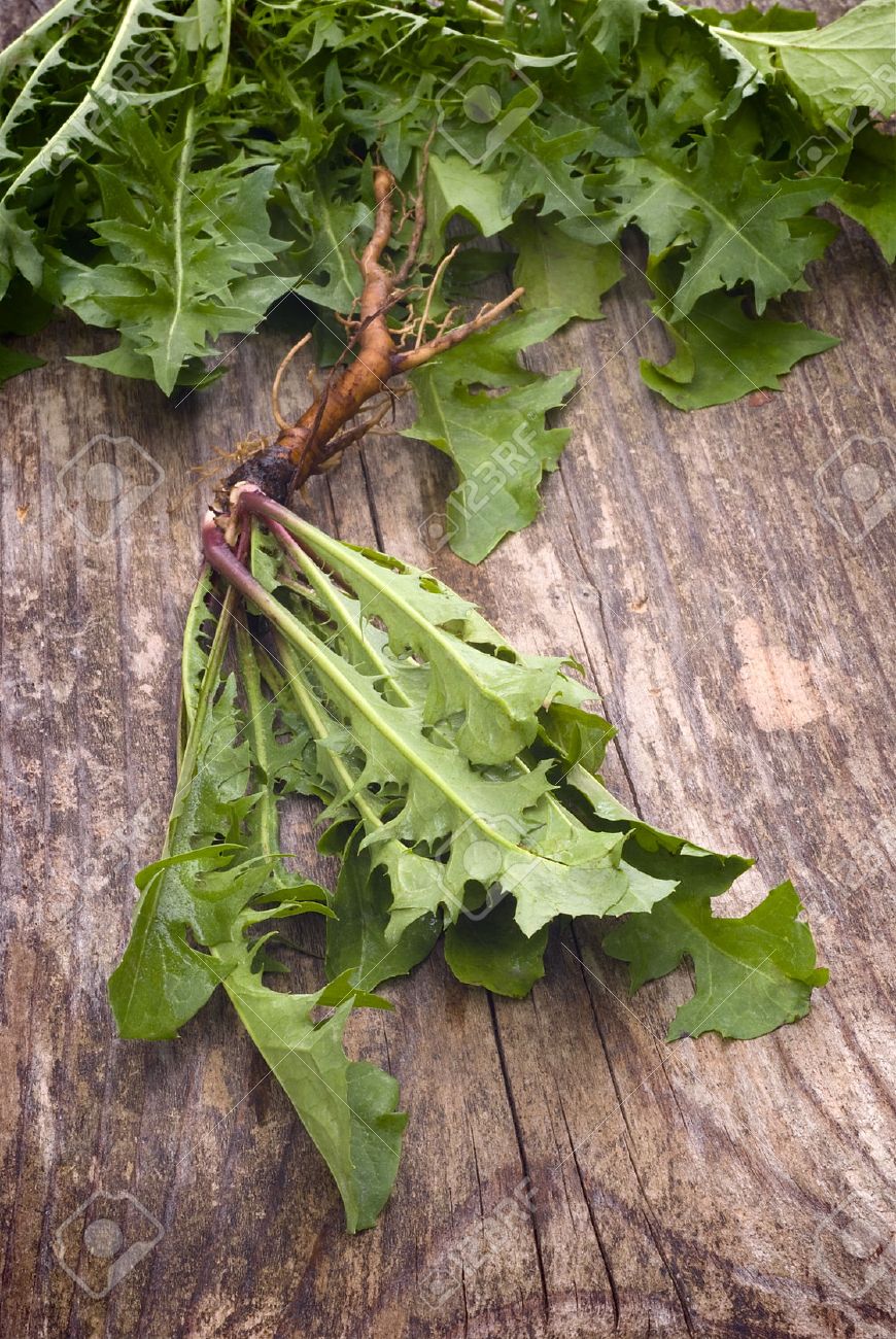 食用の葉と根を持つタンポポ属の植物 セイヨウタンポポ の写真素材 画像素材 Image