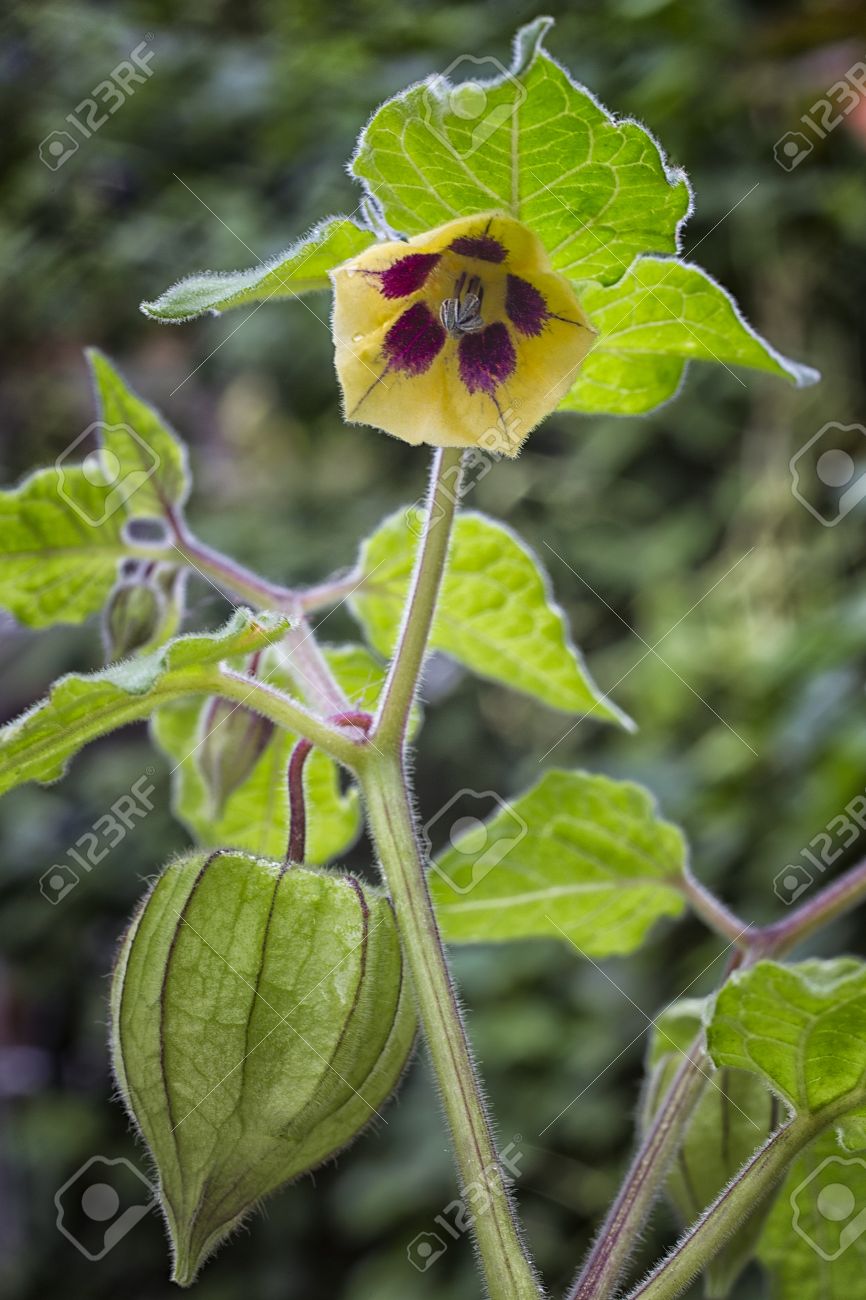 果物やサイサリス ヒメセンナリホウズキ の花とケープ グーズベリー Uchuva または金の果実も呼ばれます アーロンチェイスの出身で食用に適する果実を持つ植物します の写真素材 画像素材 Image