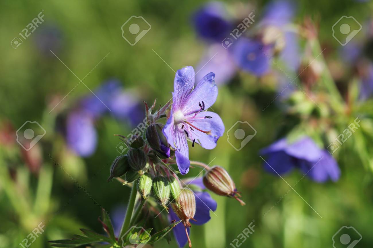 青いゼラニウム Pratense 花 ゼラニウム Pratense 草原クレーン部品草原ゼラニウムと呼ばれる の写真素材 画像素材 Image 青いゼラニウム Pratense 花 ゼラニウム Pratense 草原クレーン部品草原ゼラニウムと呼ばれる の写真素材 画像素材 Image