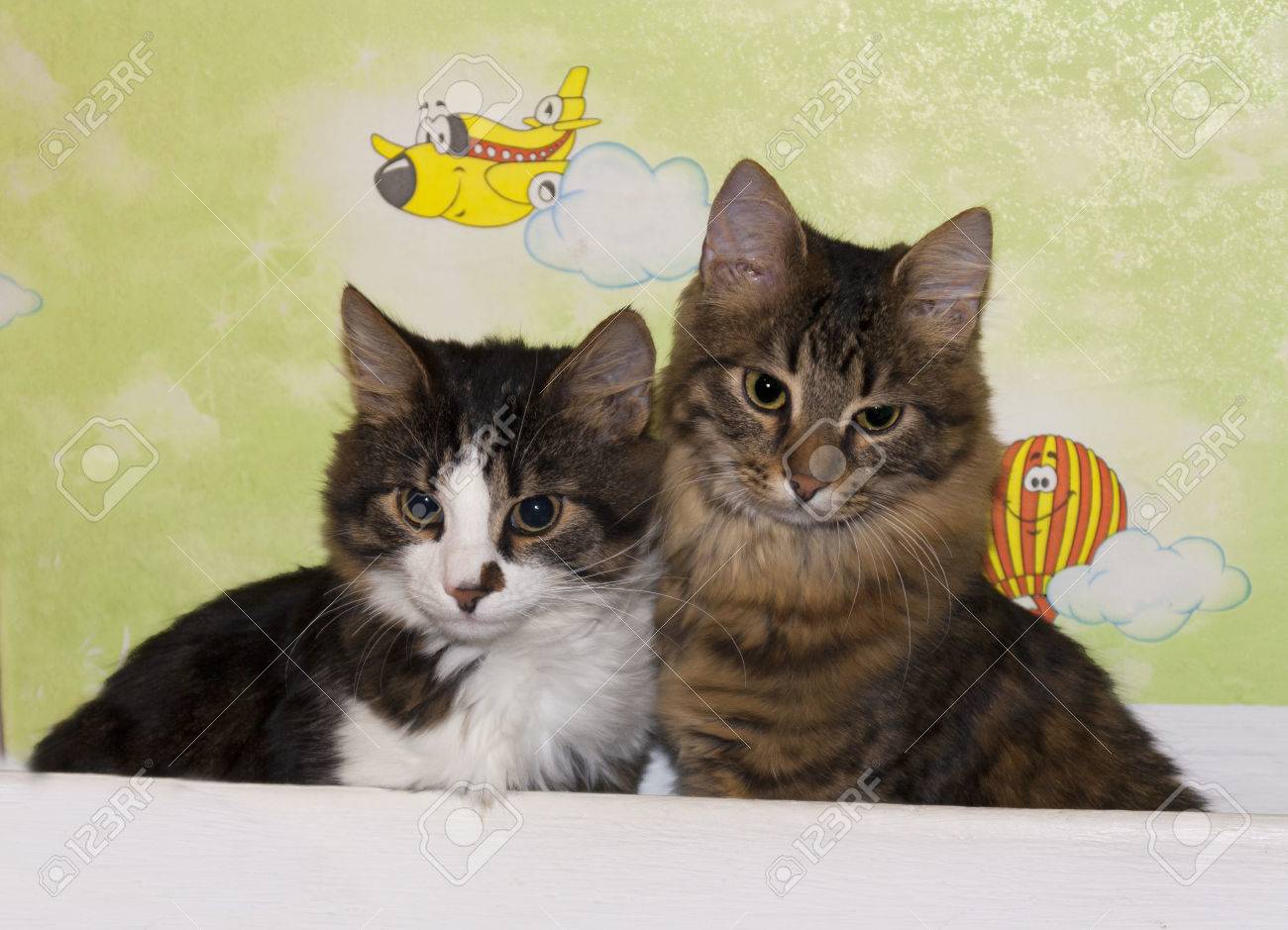猫のかわいいカップル動物子猫の写真の Housecats の友人 の写真素材 画像素材 Image