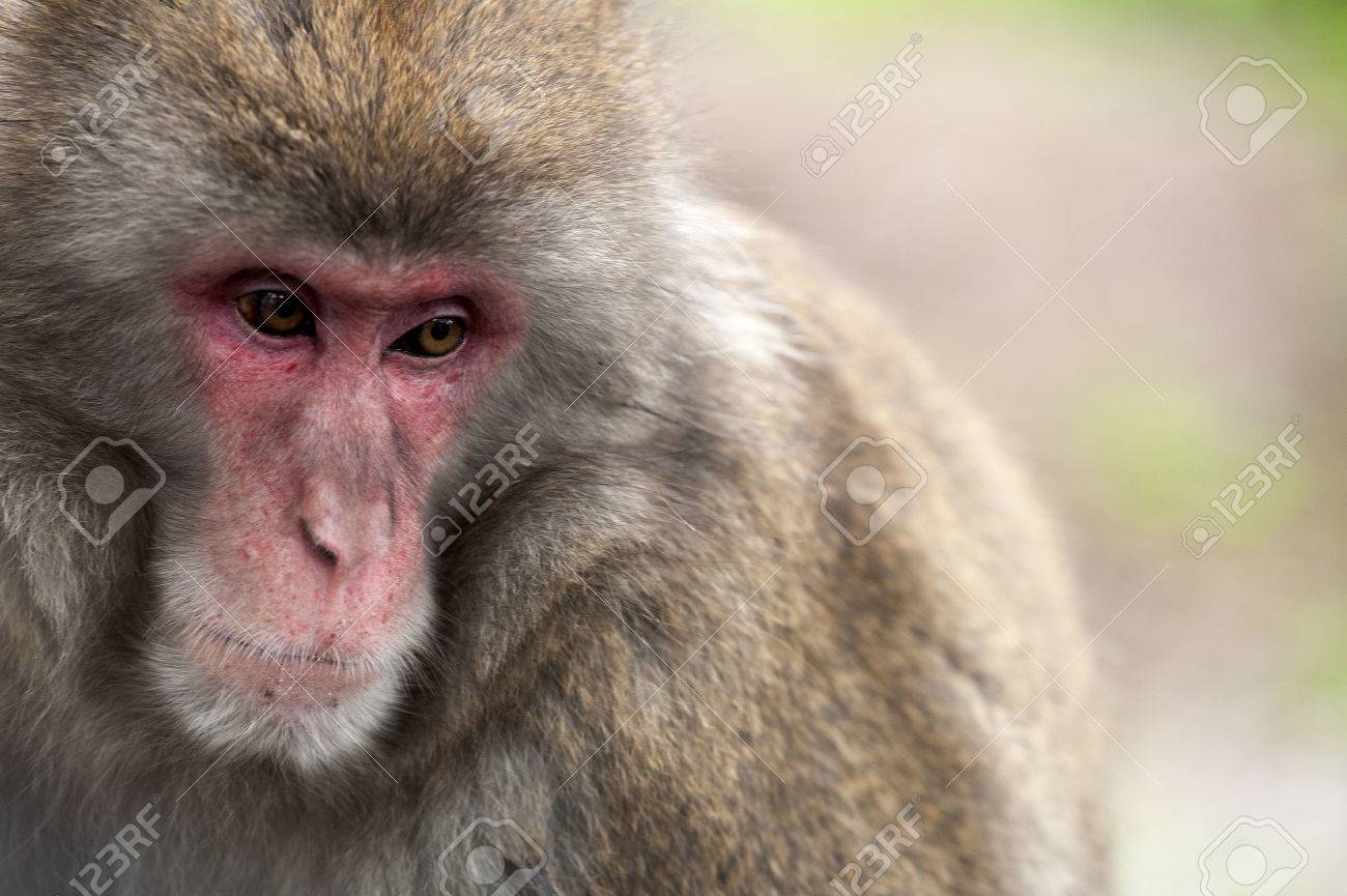 Primo Piano Di Macaco Giapponese Stock Photo Picture And Royalty Free Image Image 35056881