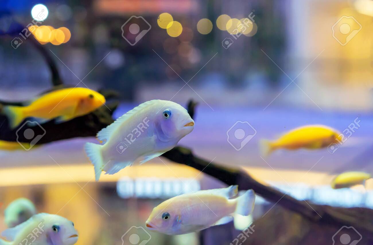 exotic fish for home aquarium