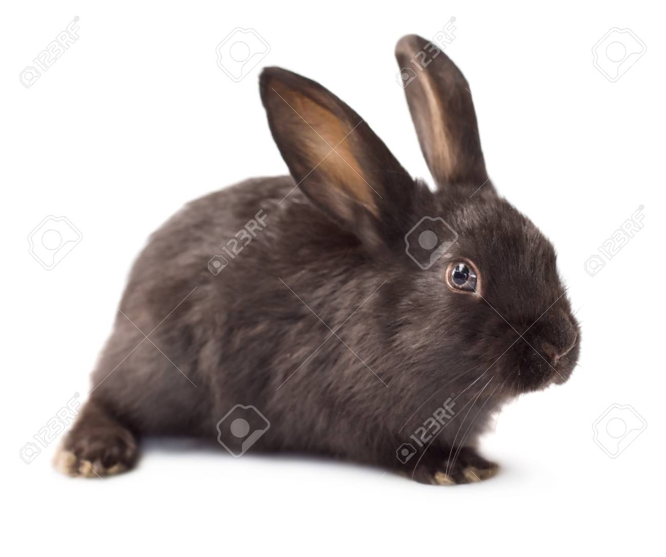 白い背景に分離されたかわいい小さい黒いウサギ の写真素材 画像素材 Image