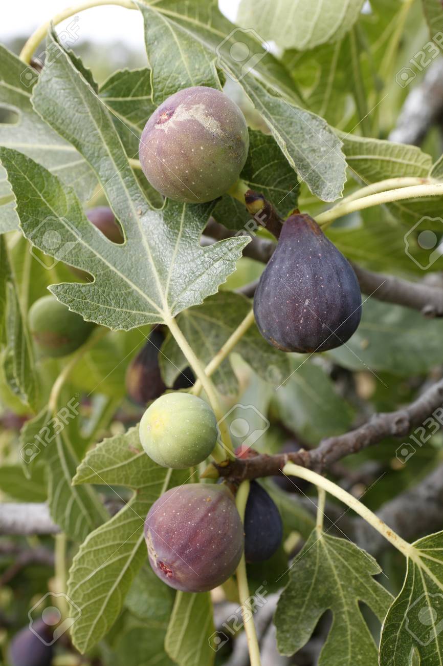 Ripe Figs On The Fig Tree Stock Photo Picture And Royalty Free Image Image 22174916