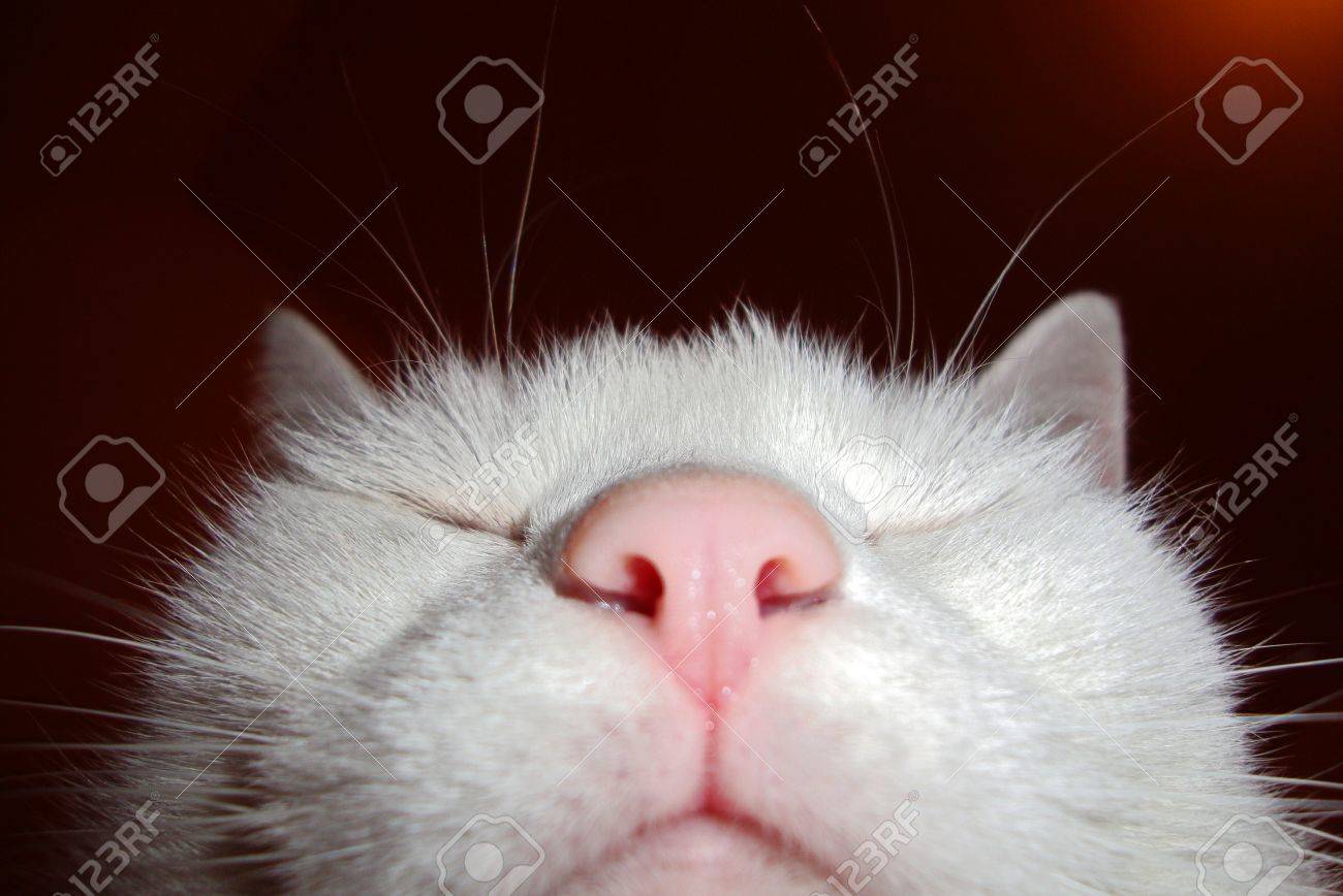 猫の鼻 の写真素材 画像素材 Image
