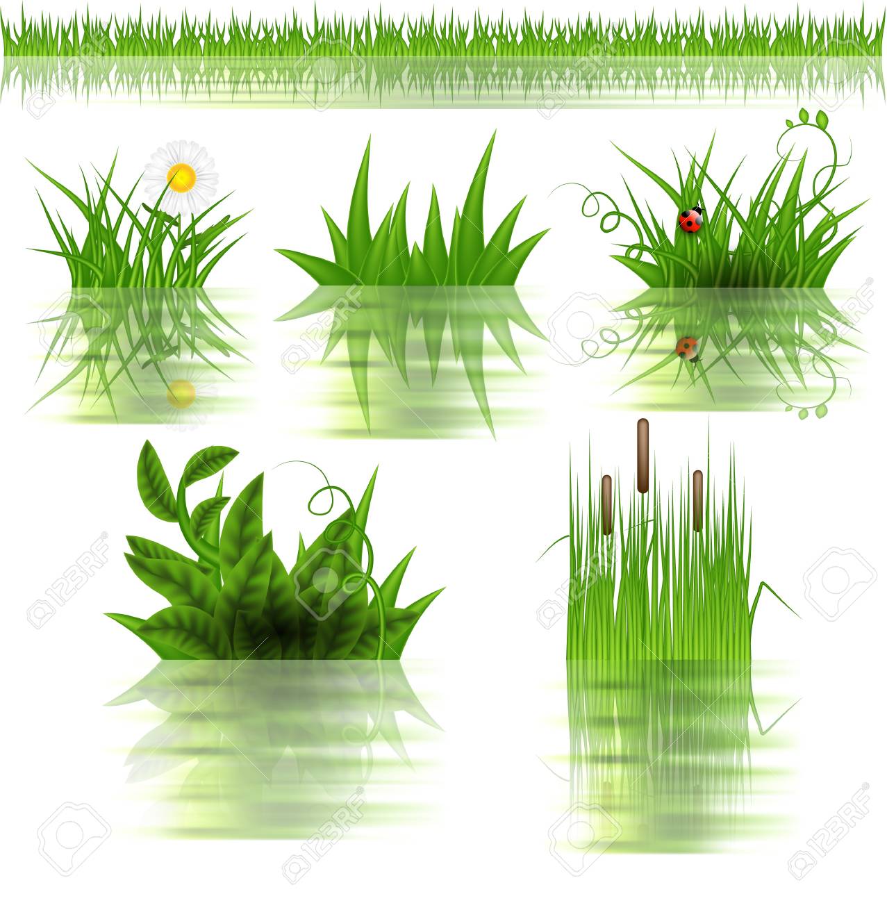 反射とセット水草のイラスト素材 ベクタ Image