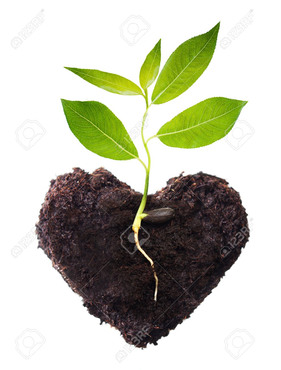 Resultado de imagen para plantar arbol