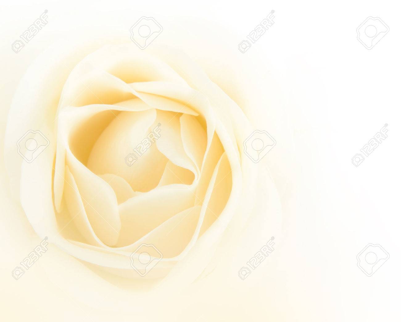 Single white rose flower background - 34240643 Single white rose flower background - 34240643