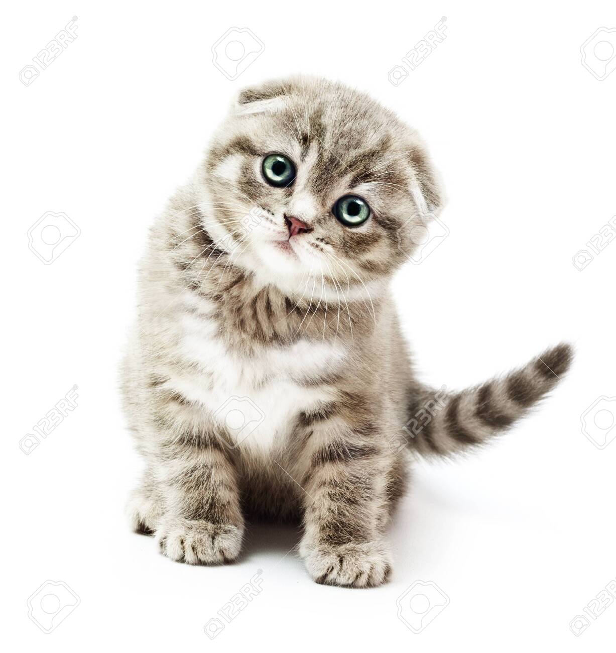 Kitten On White Background British Shorthair Cat Stock Photo