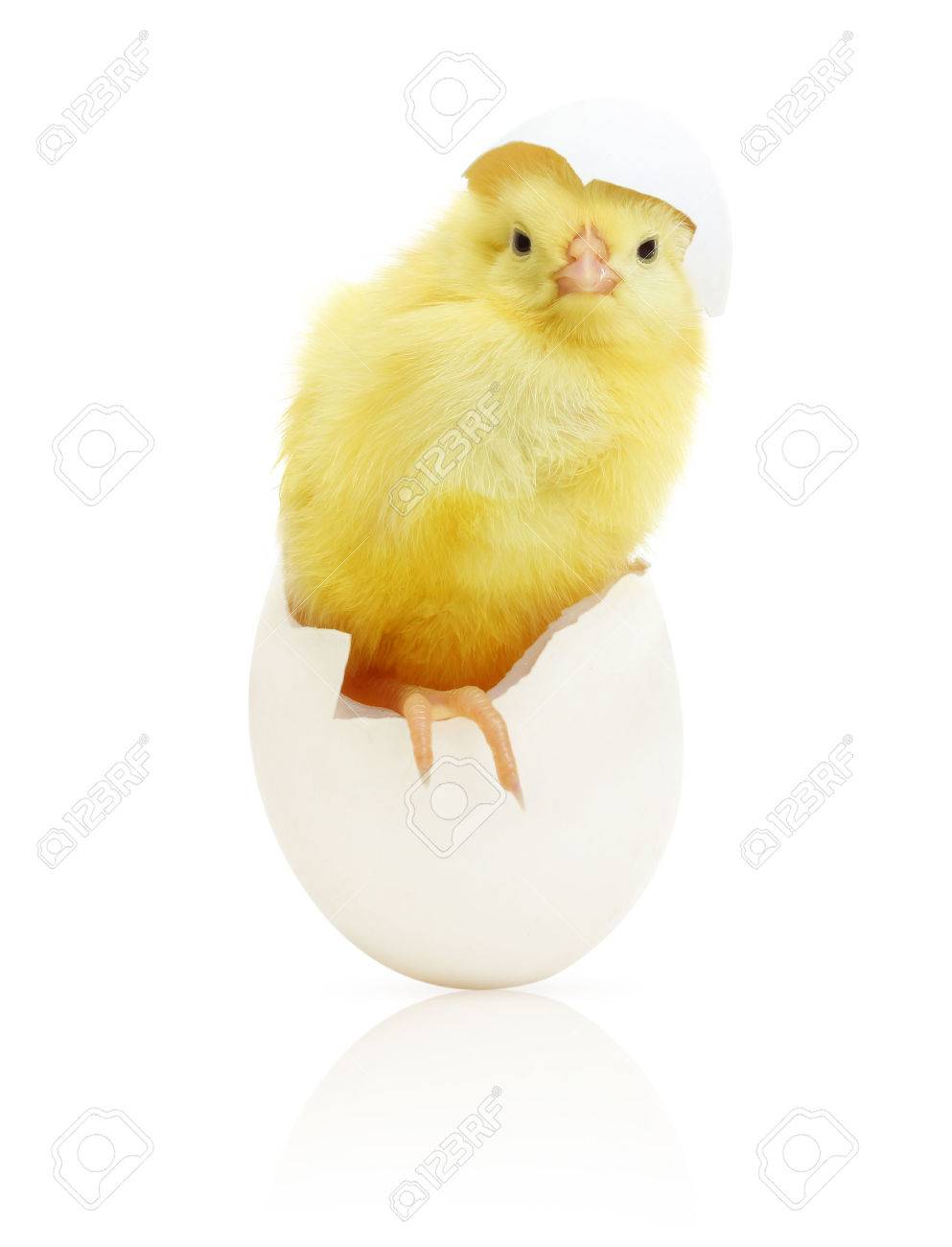cute little chicken coming out of a white egg stock photo picture