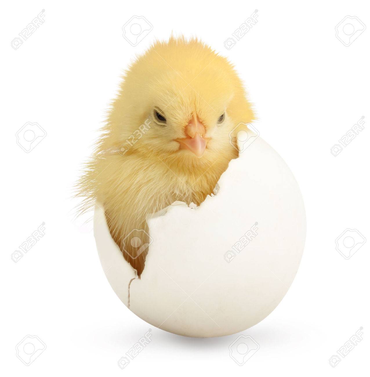 Cute little chicken coming out of a white egg isolated on white background - 28229488 Cute little chicken coming out of a white egg isolated on white background - 28229488