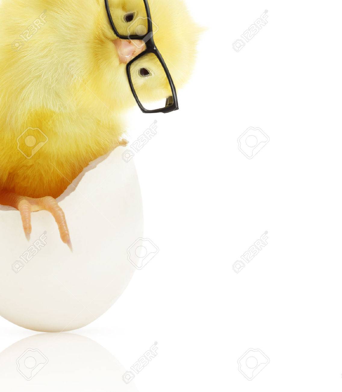 Cute little chicken in black eye glasses coming out of a white egg isolated on white background - 32040303 Cute little chicken in black eye glasses coming out of a white egg isolated on white background - 32040303