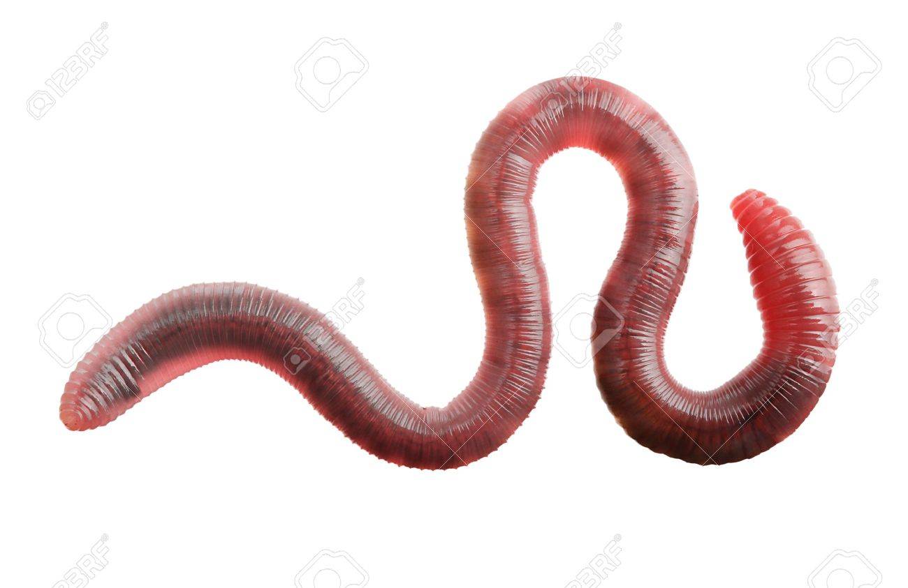 earth worm isolated on white background stock photo picture and