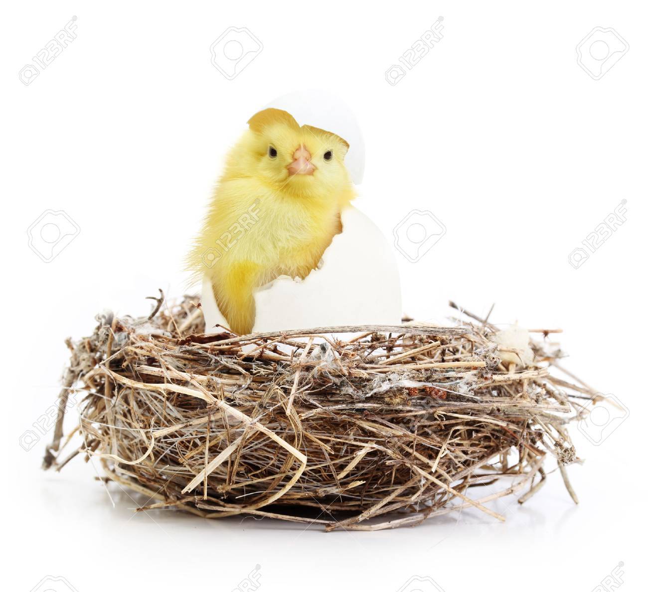 Cute little chicken coming out of a white egg in nest isolated on white background - 32040381 Cute little chicken coming out of a white egg in nest isolated on white background - 32040381