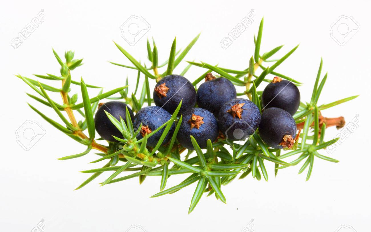 Juniper berries isolated on white - 61201305 Juniper berries isolated on white - 61201305
