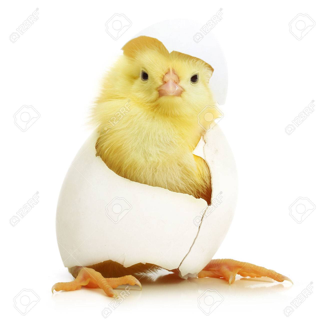 Cute little chicken coming out of a white egg isolated on white background - 61201303 Cute little chicken coming out of a white egg isolated on white background - 61201303