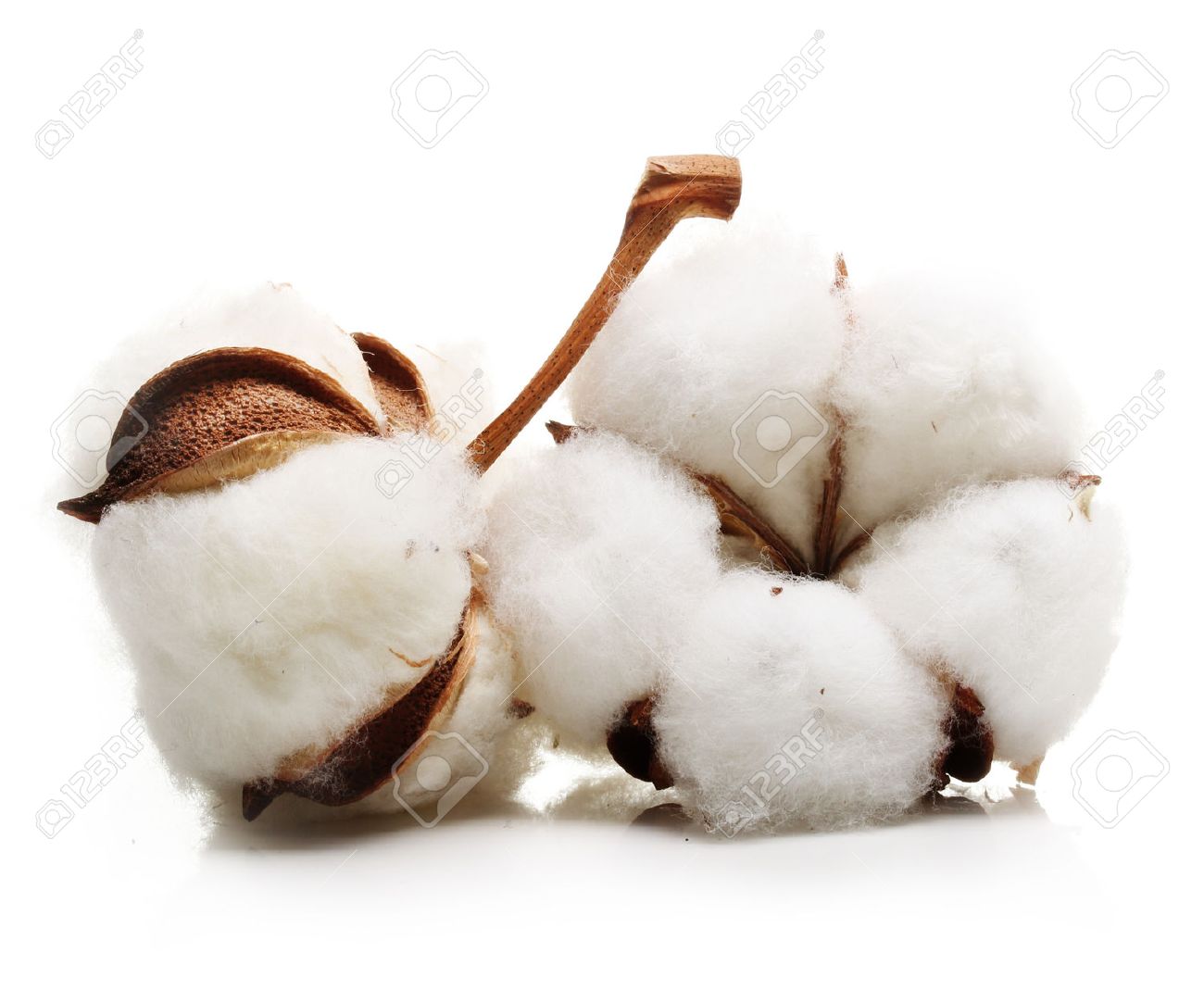 Cotton plant flower isolated on white background - 61544481 Cotton plant flower isolated on white background - 61544481