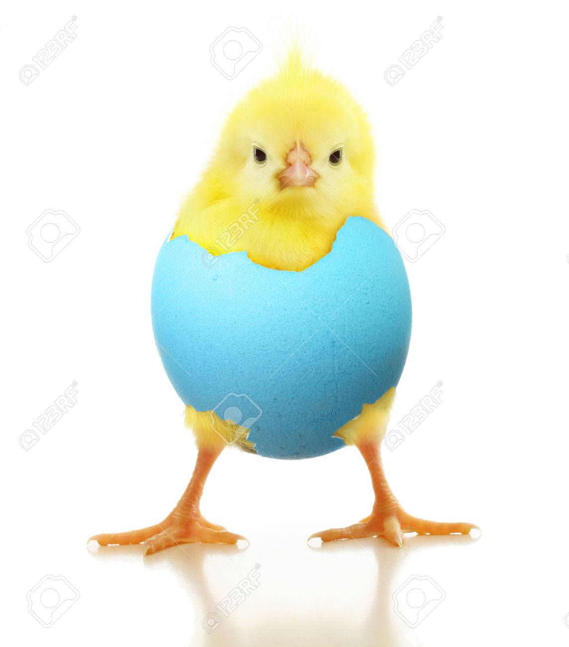 cute little chicken in egg isolated on white background stock photo