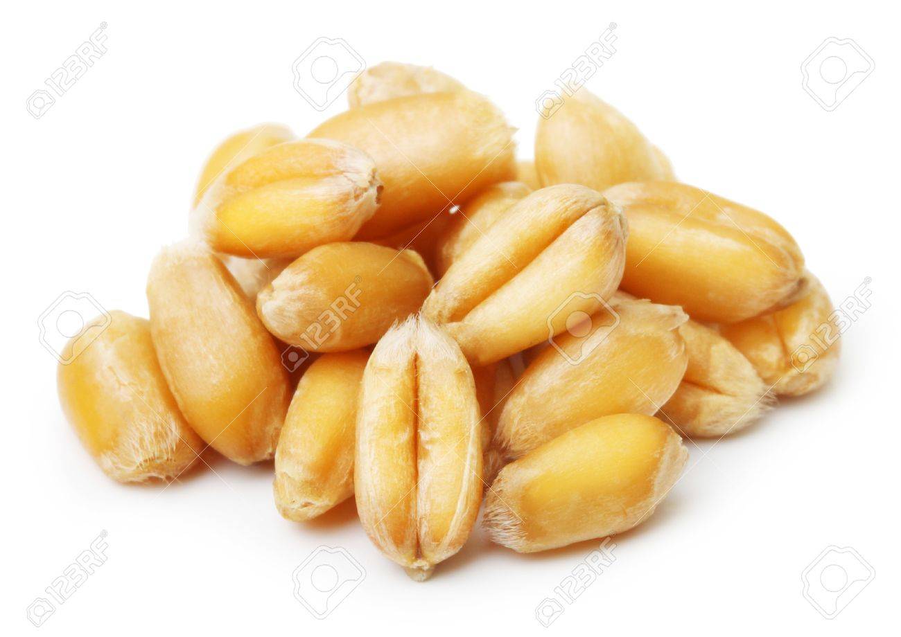 Wheat grain isolated on white background - 61543902 Wheat grain isolated on white background - 61543902