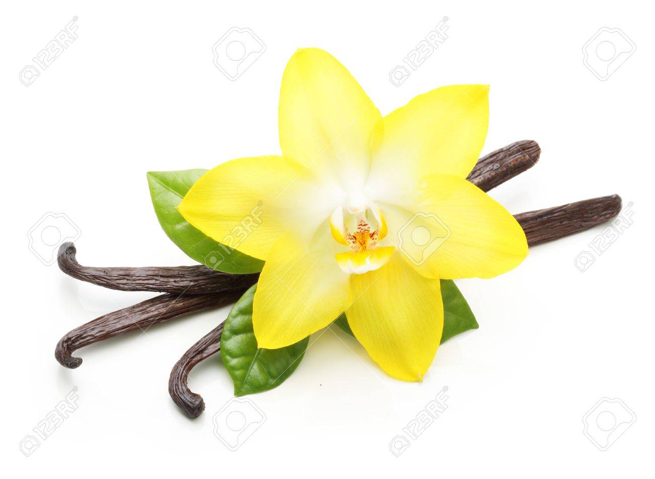 Vanilla pods and orchid flower isolated on white background - 61543909 Vanilla pods and orchid flower isolated on white background - 61543909