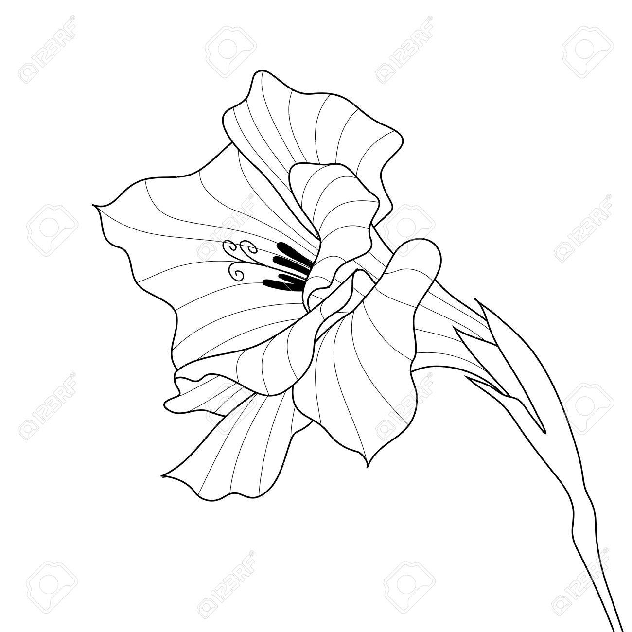 黒と白のライン アートのベクトル 花グラジオラス 輪郭のグラフィック アートのイラスト素材 ベクタ Image