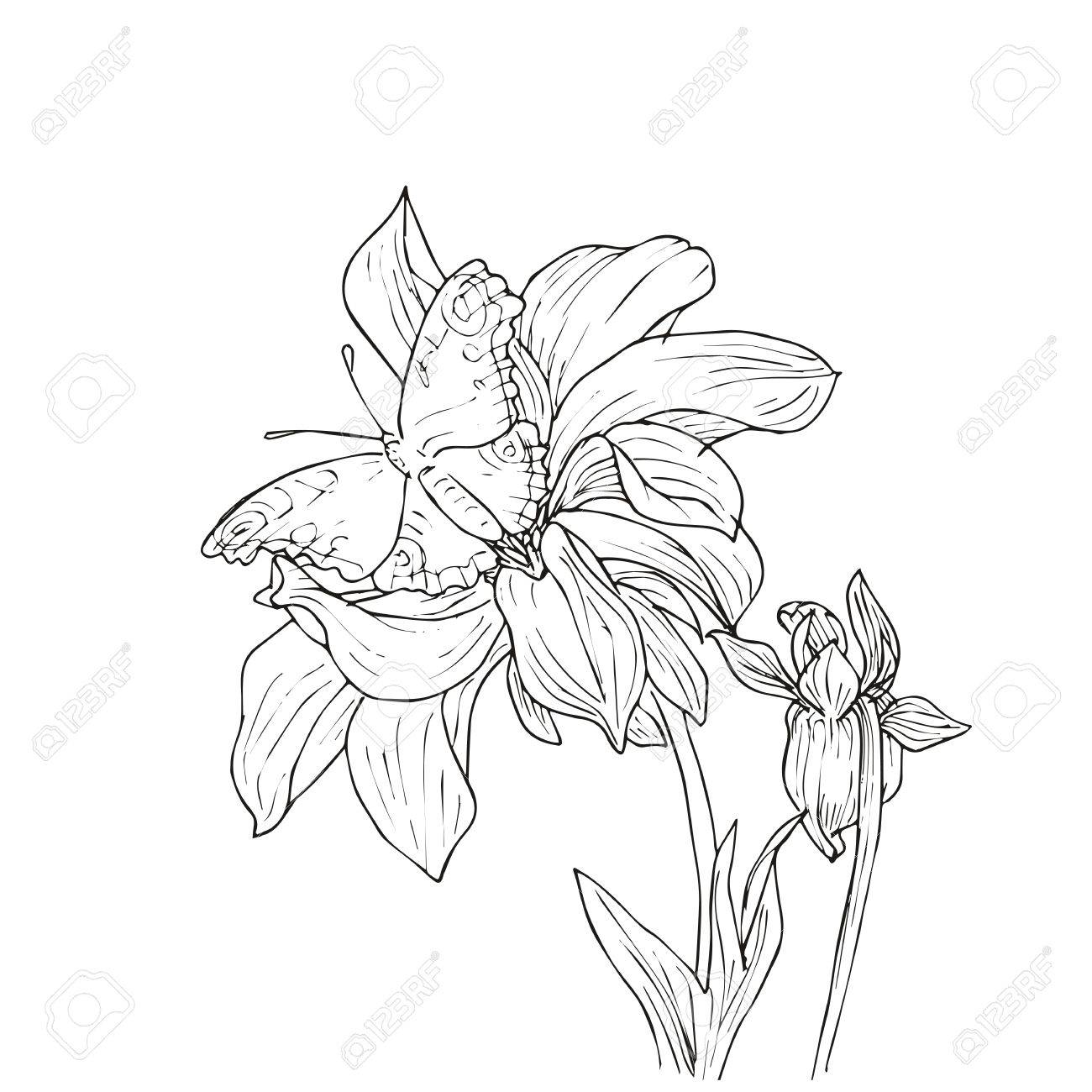 Hand Drawn Vector With Flowersand Butterfly Floral Natural Design Graphic Sketch Drawing Royalty Free Cliparts Vectors And Stock Illustration Image Hand Drawn Vector With Flowersand Butterfly Floral Natural Design Graphic Sketch Drawing Royalty Free Cliparts Vectors And Stock Illustration Image