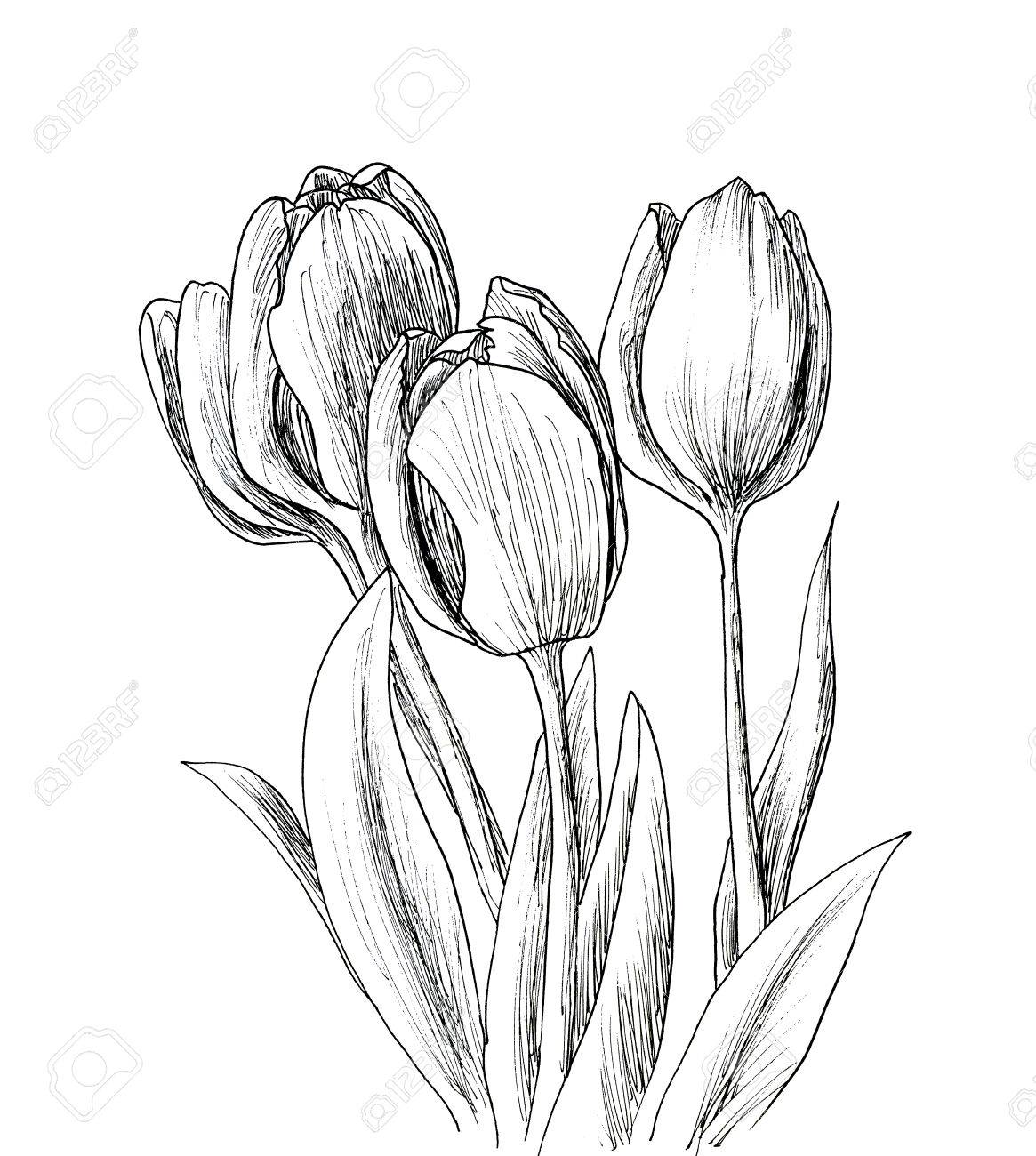 Main Dessine Tulipes Decoratifs Isole Sur Blanc Croquis D Encre Banque D Images Et Photos Libres De Droits Image 54447101