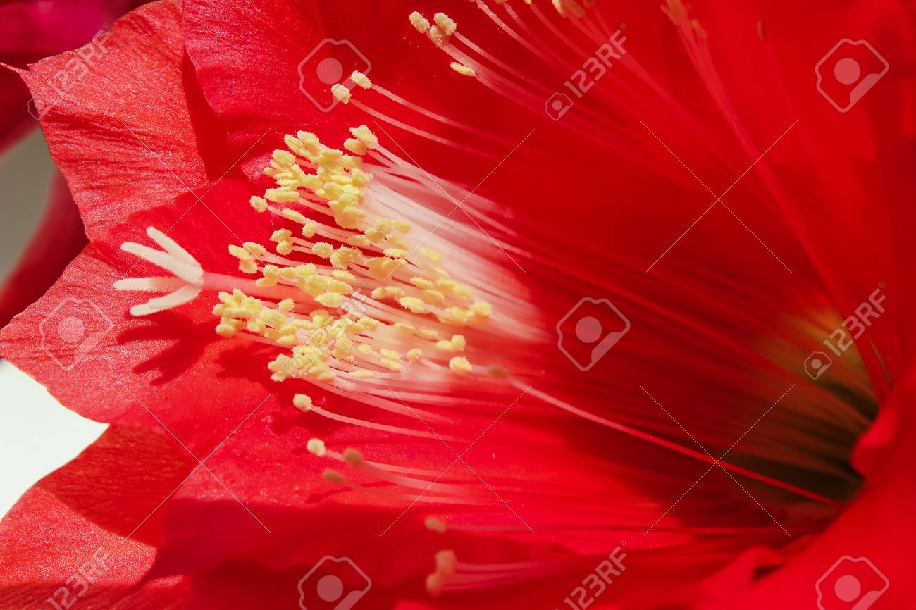 赤いサボテンの花 観葉植物と自然な背景 の写真素材 画像素材 Image