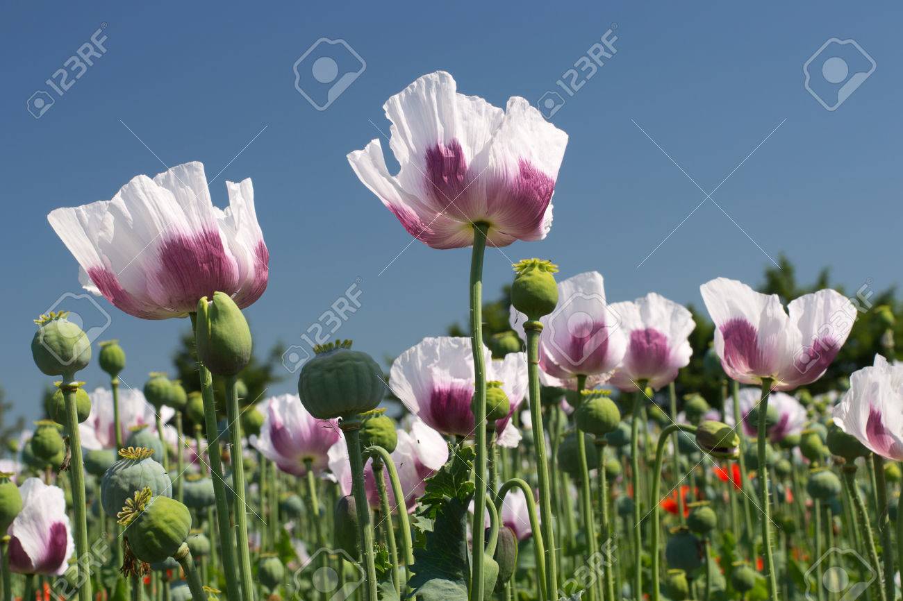 Blossoming Opium Poppy Against Blue Sky. Beautiful Countryside Scenery In  Czech Republic. Selective Focus With Shallow DOF Stock Photo, Picture And  Royalty Free Image. Image 42560177.