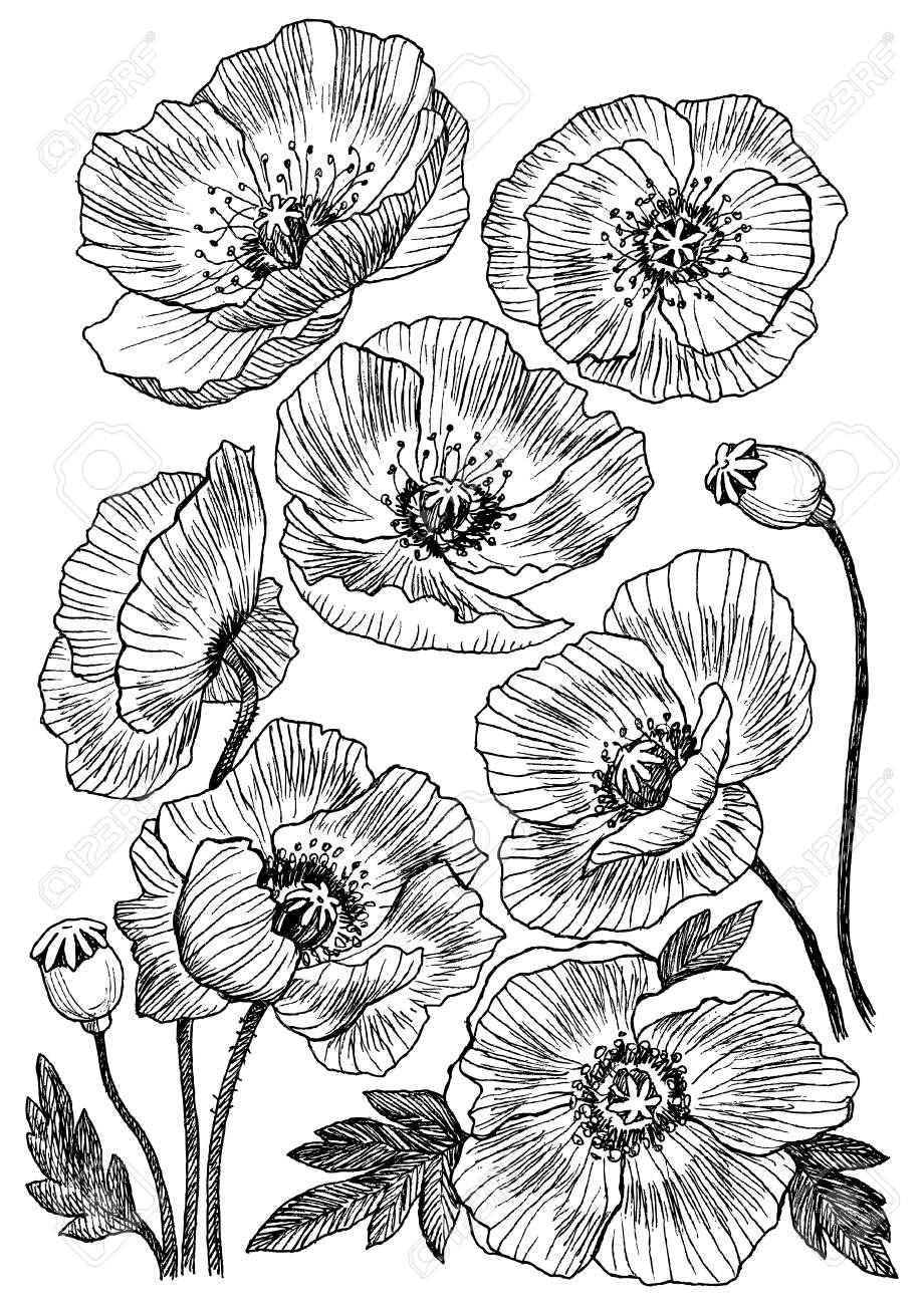 ポピーフラワーベクター描画セット 孤立した野生の植物や葉 ハーブの刻印スタイルのイラスト 詳細な植物スケッチのイラスト素材 ベクタ Image 98550383
