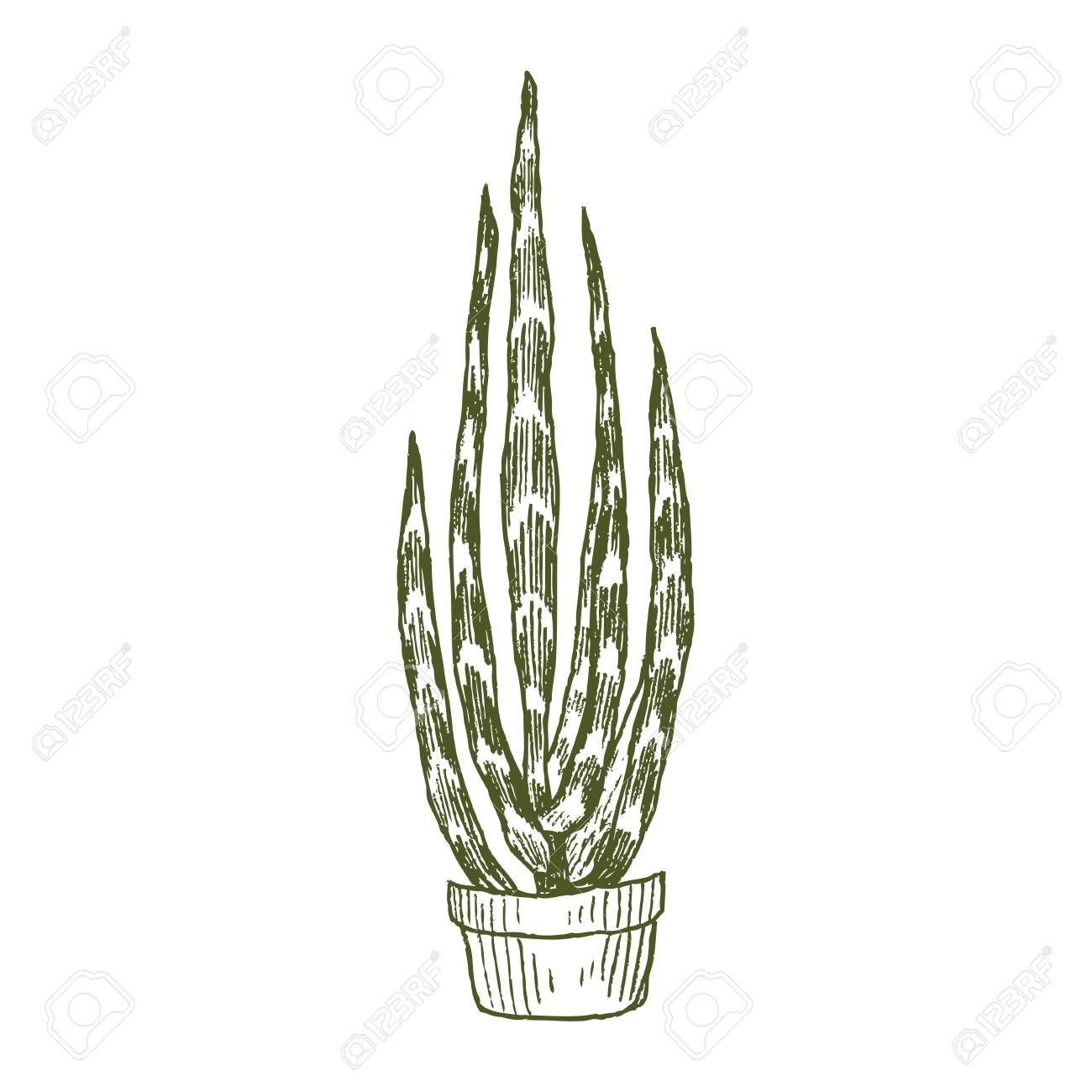 indoor home office plants royalty potted plants indoor home office plants royalty wonderful royalty illustration of houseplants indoor home office plants royalty beautiful illustration of indoor home office plants royalty potted plants indoor home office plants royalty wonderful royalty illustration of houseplants indoor home office plants royalty beautiful illustration of