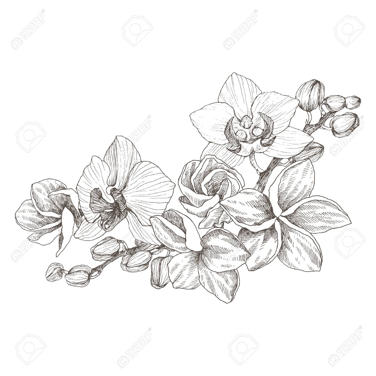 Orchid flower drawing, Hobbies & Toys, Stationery & Craft, Art & Prints on  Carousell