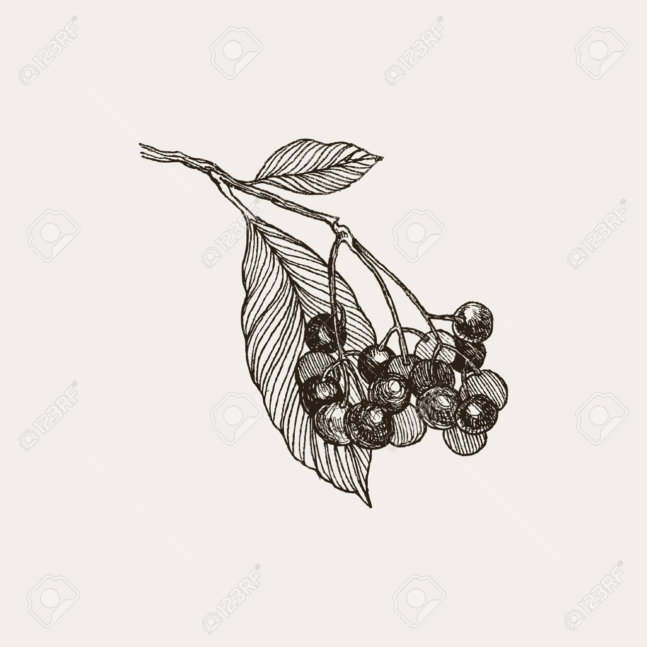 free download line untuk blackberry free download line untuk blackberry