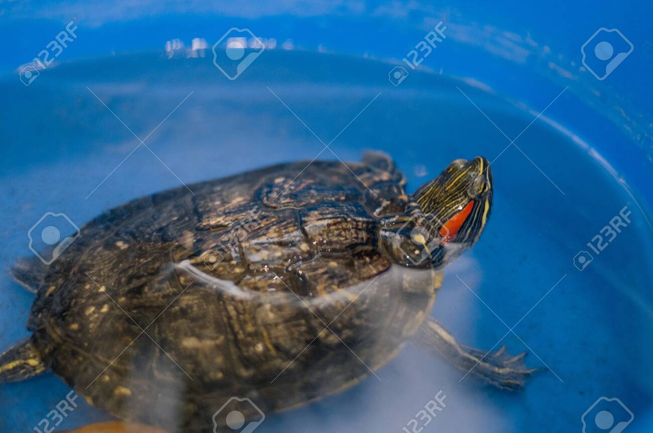 pet water turtles